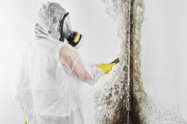 Best Emergency Mold Remediation in Shell Ridge, CA