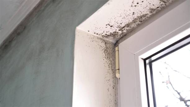 Best Residential Mold Remediation in Shell Ridge, CA