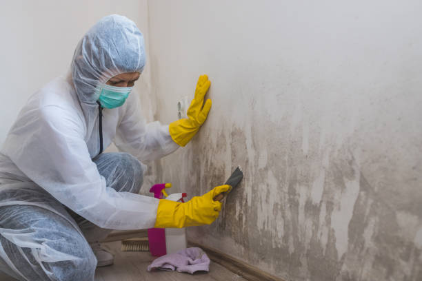 Best Residential Mold Remediation in Shell Ridge, CA