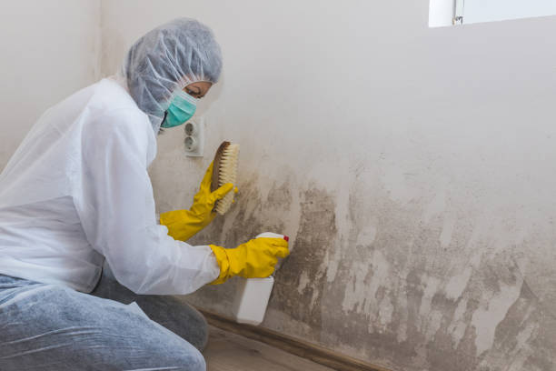 Best Localized Mold Remediation (e.g., coastal areas, humid climates) in Shell Ridge, CA