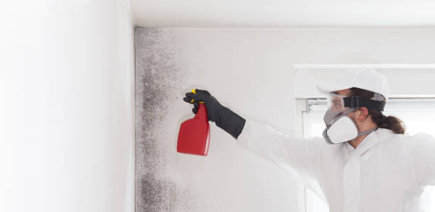 Best Mold Remediation for Schools in Shell Ridge, CA