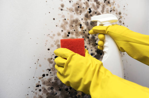 Best DIY Mold Remediation Support Services in Shell Ridge, CA