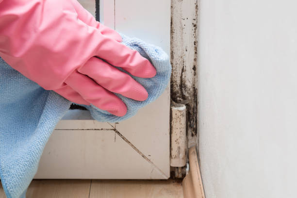 Best Kitchen Mold Remediation in Shell Ridge, CA